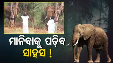 Elephant Video Viral