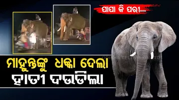 Papa ki pari crashes into mahout