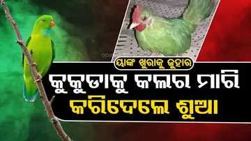 Man paints chicken green