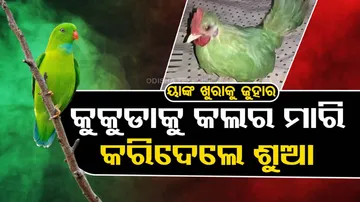 Man paints chicken green
