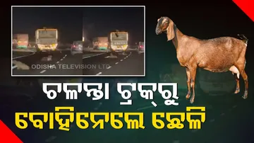 Goat Heist on Maharashtra Highway