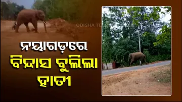 Elephant In Nayagarh Town