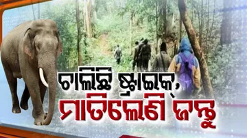 Forest staff continue symbolic protest: Four killed in separate elephant attacks in Odisha