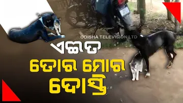 Monkey and dog become best friends