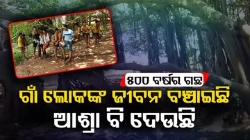 500-years-old Banyan tree 