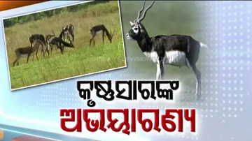 କୃଷ୍ଣସାରଙ୍କ ଅଭୟାରଣ୍ୟ