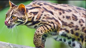 Nandankanan Zoological Park Updates