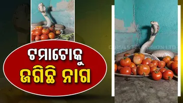 Snake guards pricey tomatoes 