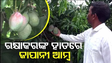 Odisha farmer grows world's costliest Miyazaki mango, earns good profit