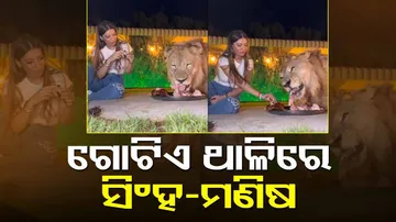 woman and lion eating from the same plate