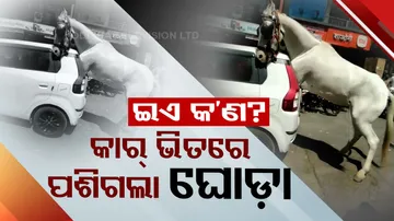 Horse hit by moving car