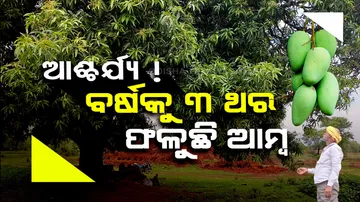This mango tree in Nuapada bears fruit all year around