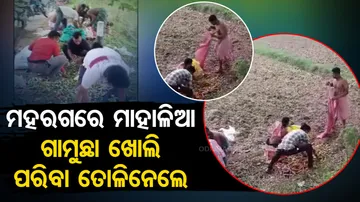 Locals loot veggies after truck turns turtle