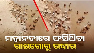 Bovines stuck on island in Mahanadi river, rescued