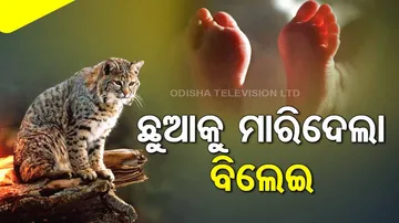 Newborn Baby Dies After Wild Cat Drops Him from Roof