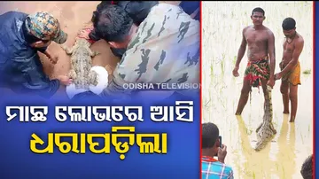 Crocodile Rescued In Nabarangpur