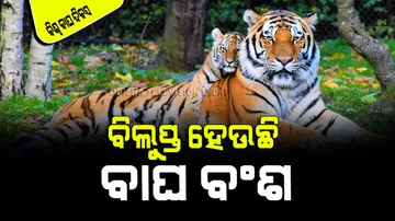 International tiger day 2023