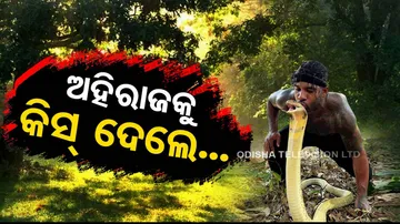 Viral Video Man kisses King Cobra on it head