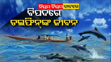 llegal boating activities pose threat to Dolphins in Odisha’s Krushnaprasad