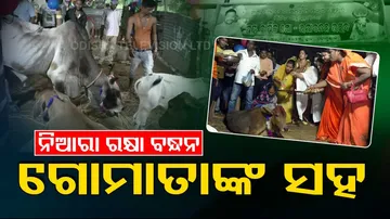 Rakshabandhan celebrated with cows in Odisha’s Pattamundai