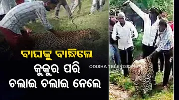 Ailing and weak leopard abused by MP villagers