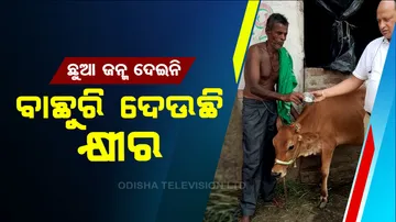 13 months old calf giving milk in Bhadrak