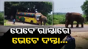 Crowd baffled on sight of wild elephant in Odisha’s Rayagada