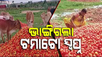 Tomato dumped on roads as price drops to Rs 3/kg