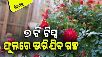 7 best organic fertilizer for rose plants to blooms and optimal healthy growth
