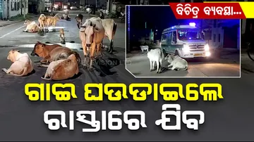Situation remains stagnant as this medical road is frequently occupied by cows in Dhenkanal