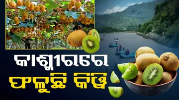 Kiwi cultivation started by farmers in J&K’s Udhampur on an experimental basis