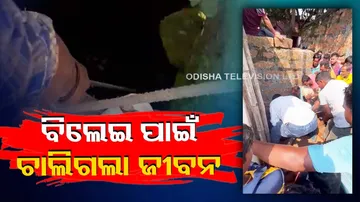 Three Jumps Into Well To Save A Cat