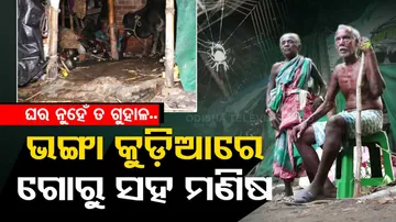 Elderly couple forced to stay under cowshed in Jajpur