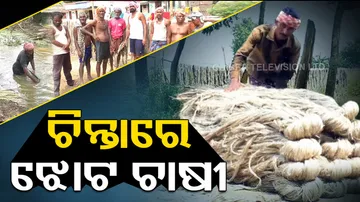 Distress sale concerns jute farmers in Aul