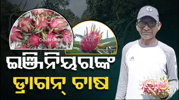 dragon fruit farming