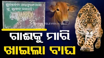 tiger killed cow