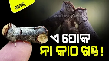 buff tip insects looks like a piece of wood