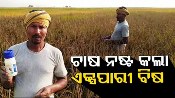 Crops destroyed after usage expired pesticide in Bhadrak, farmers demand compensation