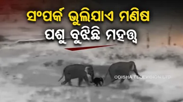 Forest officials, veterinary team arrive in Keojhar for treatment of baby elephant