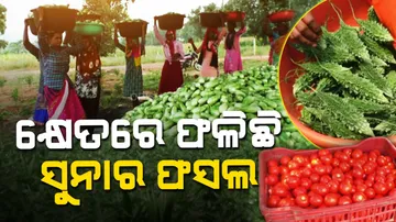 organic farming