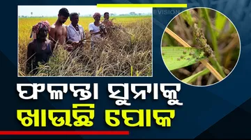 Locust destroy standing crops in Odisha’s Salepur