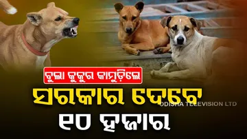 Stray dog bite: High Court of Punjab and Haryana rules Rs 10,000 per teeth mark compensation