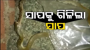 Snakes Rescue