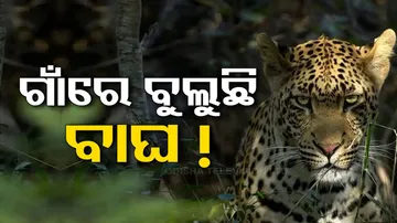 Tiger Terror In Gajapati