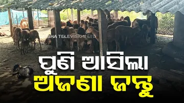 ଅଜଣା ଜନ୍ତୁ