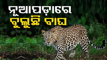 Tiger In Nuapada
