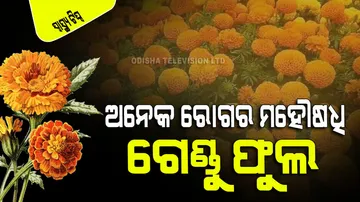 Marigold flower cures many diseases