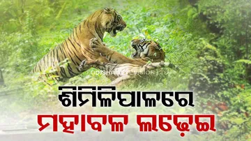 Tiger Fight