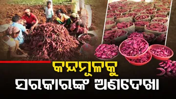 Government bats for providing facilities for production of sweet potatoes for farmers in Koraput