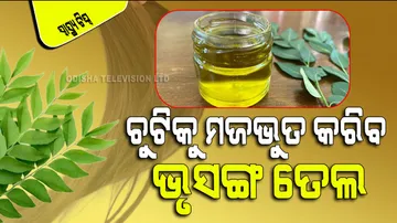 special oil made from curry leaves will make hair black long and thick